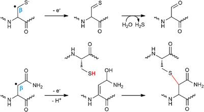 Radical SAM Enzymes and Ribosomally‐Synthesized and Post‐translationally Modified Peptides: A Growing Importance in the Microbiomes